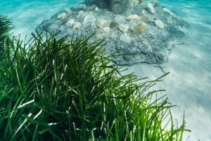 Cannes, Lérinsin saaret: Vierailu ekomuseossa vesiskootterilla