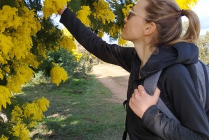 Cannes - Mandelieu : Hiking in the mimosa forest