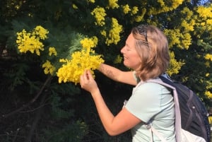 Cannes - Mandelieu : Hiking in the mimosa forest