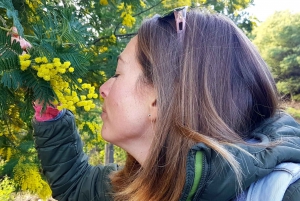 Cannes - Mandelieu : Hiking in the mimosa forest