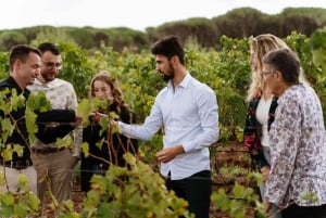 Cannes: Provence Wine Tour - Privat tur från Cannes