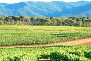 Ruta del Vino Côtes de Provence desde Niza