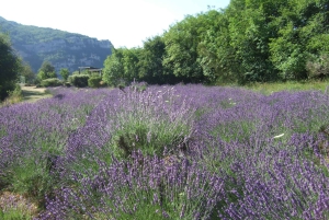 Landsbygd, medeltida by och sjö Privat guidad tur