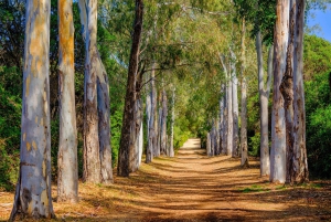Traslado de Balsa de Nice à Île Sainte-Marguerite