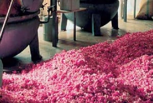 Smak og behag fra Provence