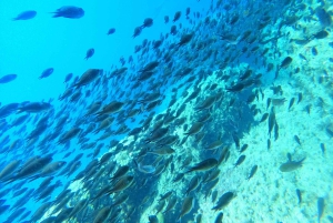 Fréjus: Snorklauselämys Port Fréjusissa