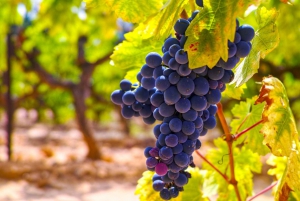 Dîner dans les vignobles de la Côte d'Azur