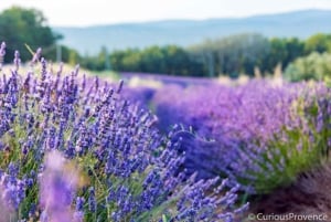 Costa Azzurra: tour completo del glamour, della costa e dei campi di lavanda