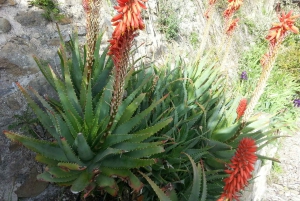 From Cannes: French Riviera 8-Hour Shore Excursion