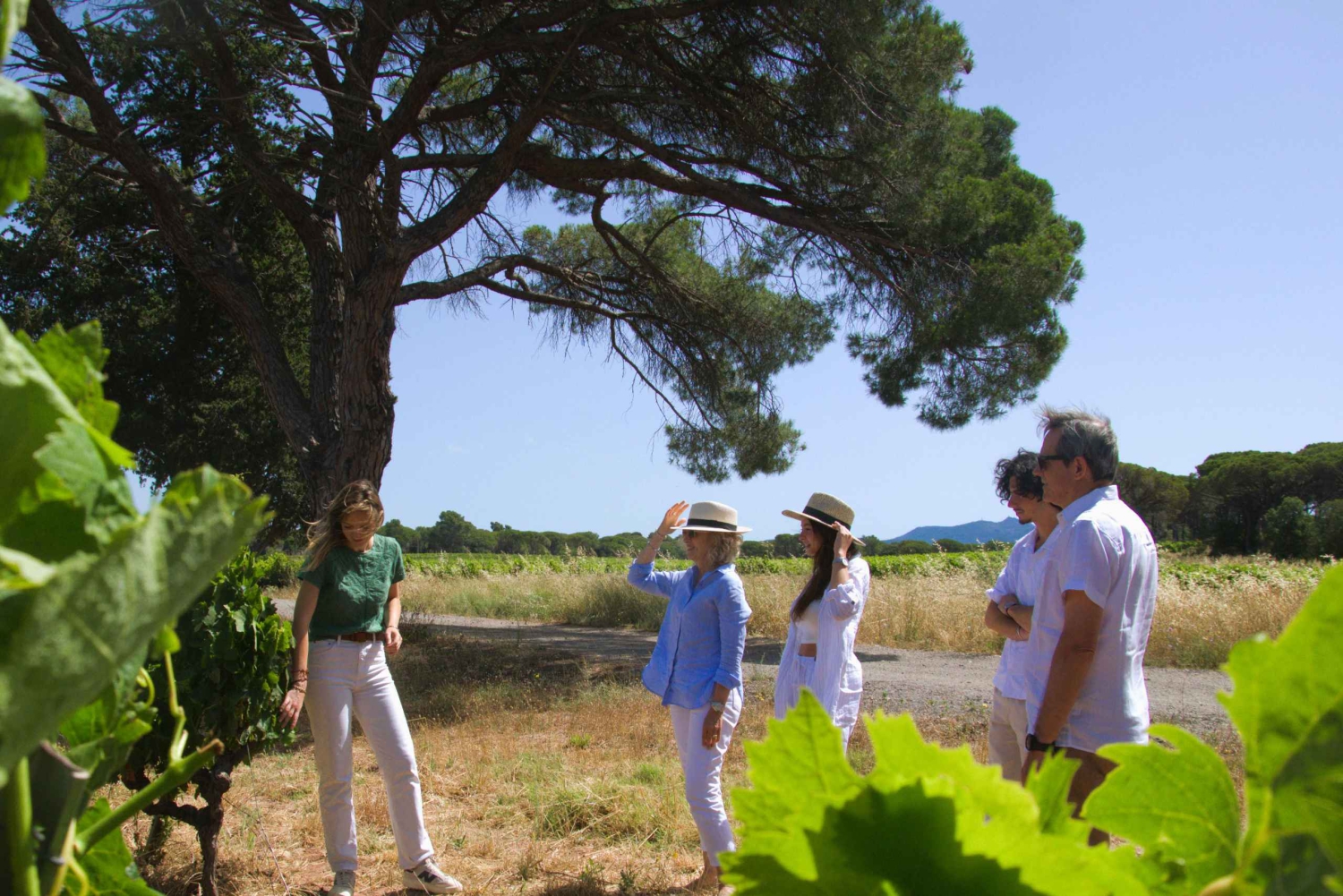 Fra Fréjus: Utflukt med varebil til hjertet av de provençalske vinmarkene