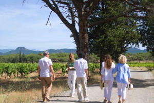 Fra Fréjus: Utflukt med varebil til hjertet av de provençalske vinmarkene