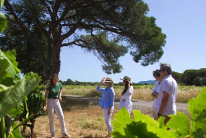 Fra Fréjus: Utflukt med varebil til hjertet av de provençalske vinmarkene