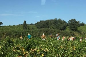 From Marseille: Customizable Private Day Tour of Provence