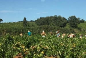 From Marseille: Customizable Private Day Tour of Provence
