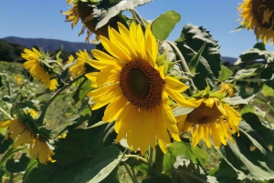 De Marselha: Tour particular personalizado de um dia pela Provença