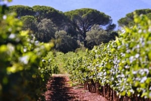 Nizzasta: Antibes & St Paul de Vence -kierros viininmaisteluineen.