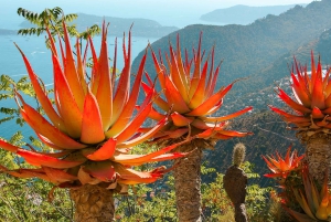 Vanuit Nice: Halve dagtrip naar Eze, Monaco en Monte Carlo