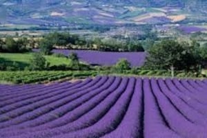 Fra Nice: Heldags tur i Provence og lavendel