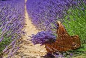 Nizzasta: Kokopäiväretki Provence ja Laventeli