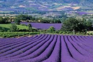 ニース発：プロヴァンスとラベンダーの一日ツアー
