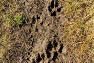 Fra Nice: vandring i ulvens fodspor i Roya