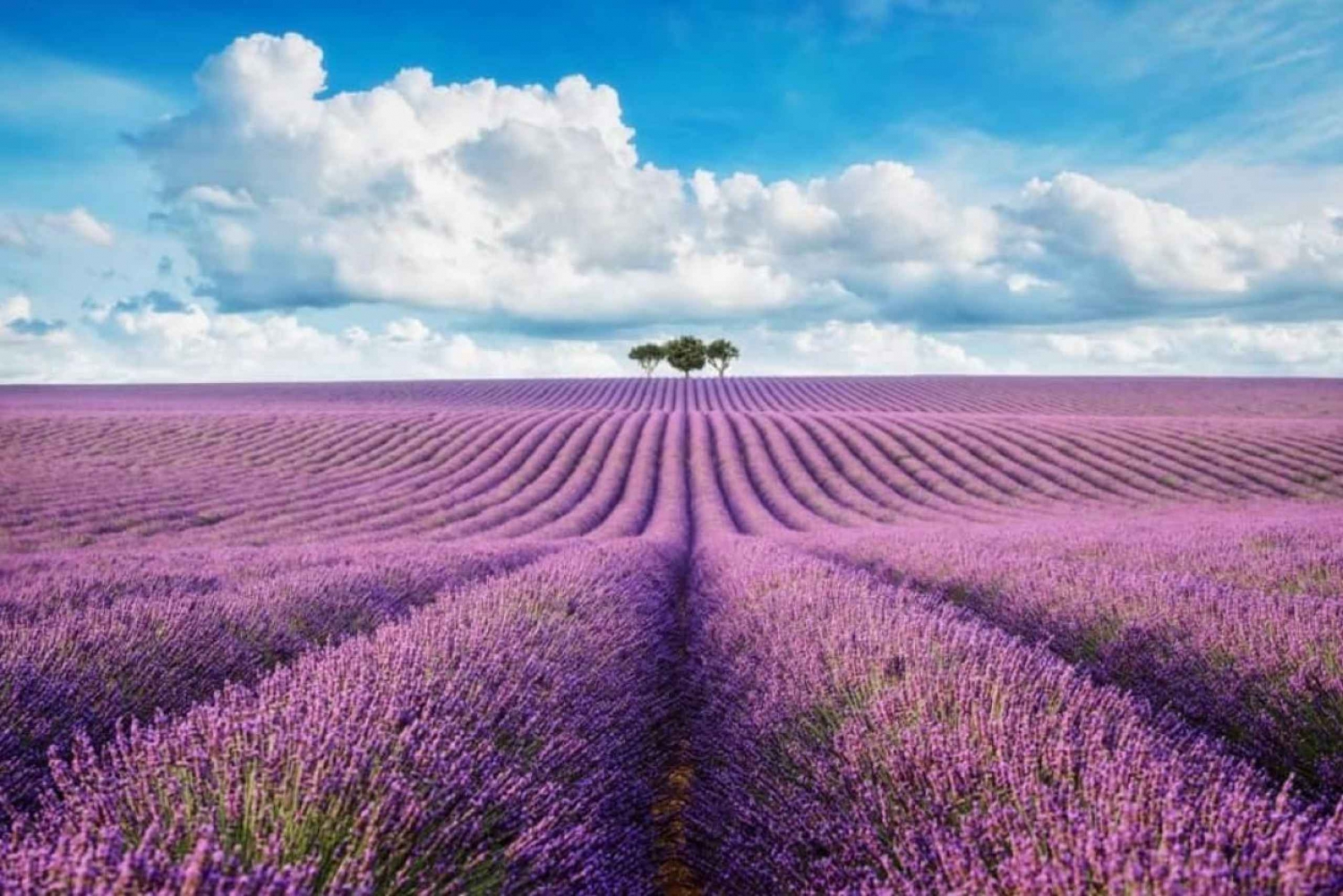 From Nice: Lavender Fields & Verdon Gorge Guided Day Tour