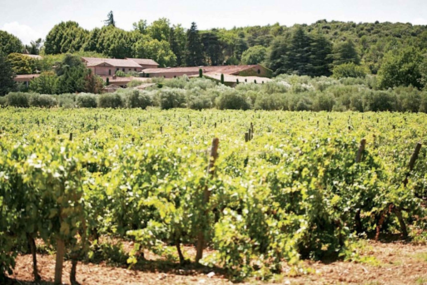 From Nice: Private Provence Wine Tasting Experience
