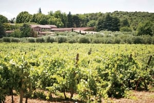 From Nice: Private Provence Wine Tasting Experience