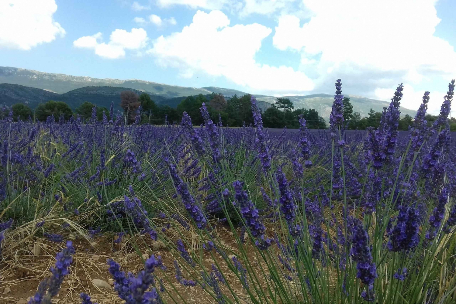 From Nice: The Grand Canyon of Europe & its Lavender Fields