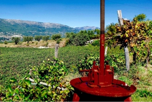 Journée complète d'excursion viticole à Bellet et Saint-Paul de Vence au départ de Nice