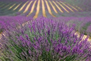 Visite culinaire d'Arras Savourez les saveurs du Pays d'Artois