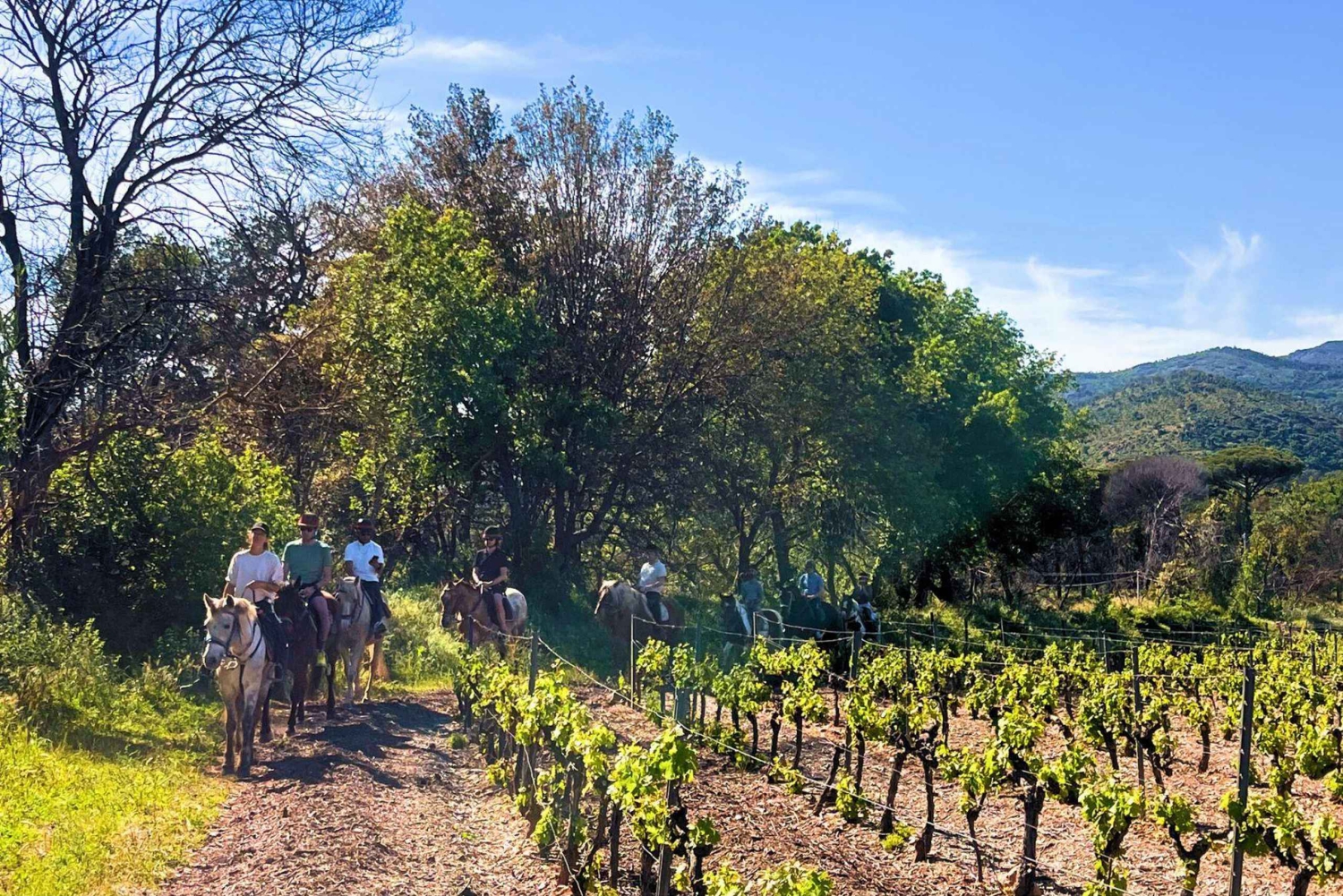 Grimaud: Ridning og vinsmagning i Maures-skoven