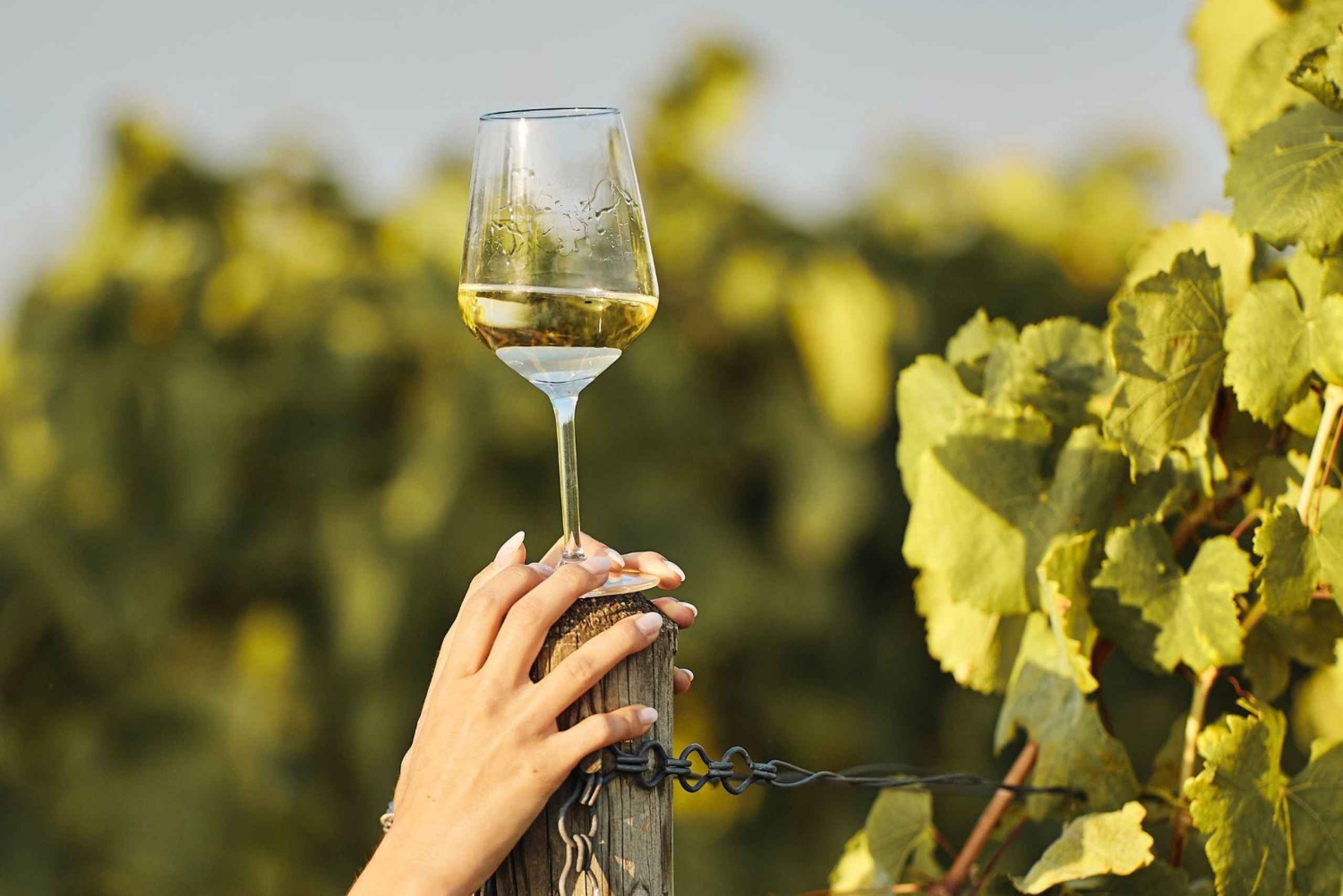 Grimaud: Ridning og vinsmagning i Maures-skoven