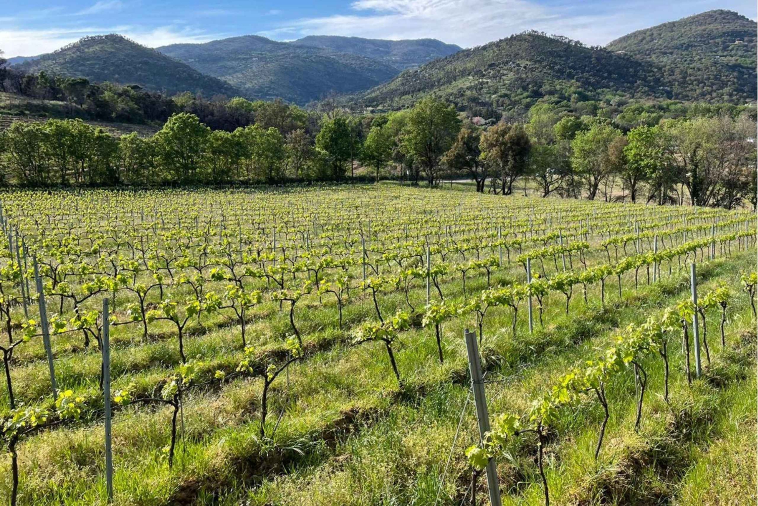 Grimaud: Ridning og vinsmagning i Maures-skoven