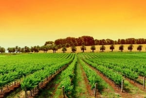 Provence-Tag, Saint Tropez Grimaud Dorf Weinverkostung