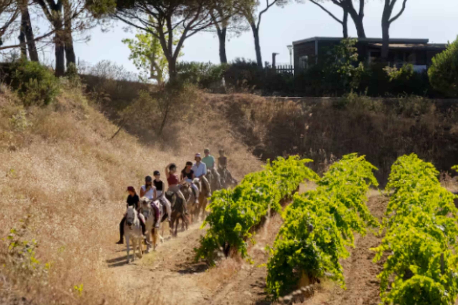 Passeio a cavalo + prova de vinhos em Ramatuelle