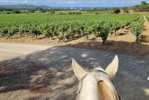 Ridning på hesteryggen + vinsmaking i Ramatuelle