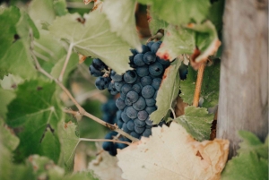 Passeio a cavalo + prova de vinhos em Ramatuelle