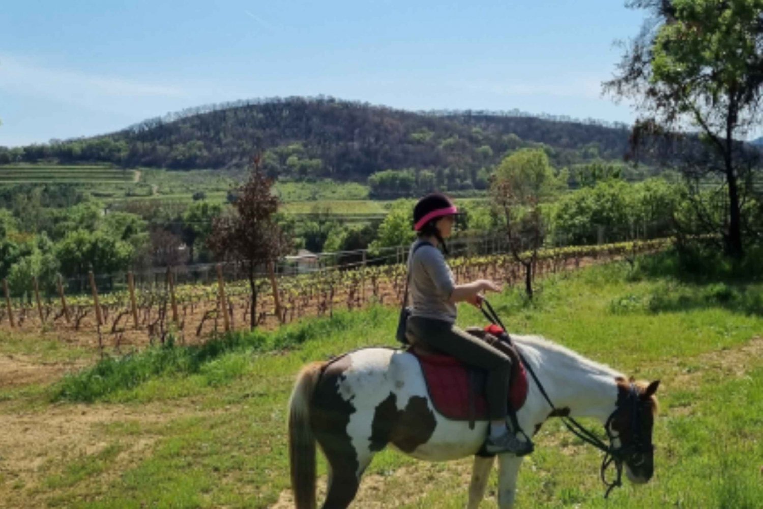 Horse back riding + wine tasting in the Maures Forest