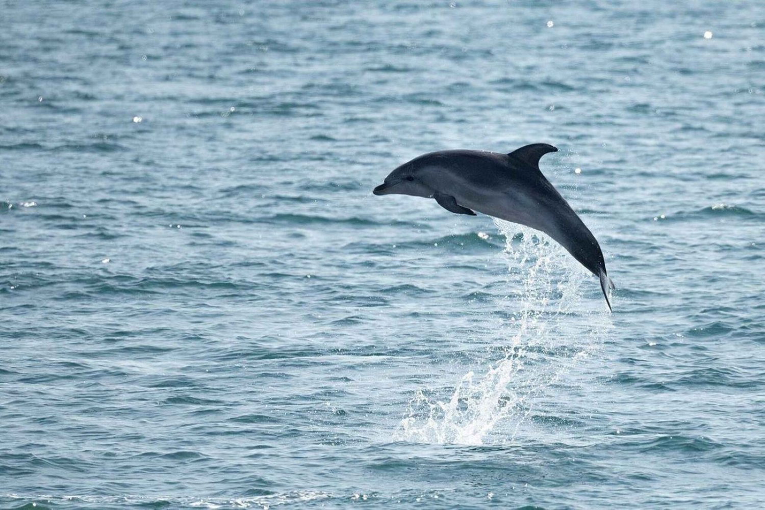 Le Grau-du-Roi: Common Dolphin Observation Tour