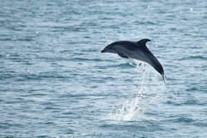 Le Grau-du-Roi: Delfiinien tarkkailuretki: Common Dolphin Observation Tour