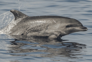 Le Grau-du-Roi: Delfiinien tarkkailuretki: Common Dolphin Observation Tour