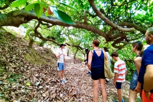 Dia inteiro em Menton: Fazenda de frutas cítricas, centro histórico (experiência botânica e de barco)