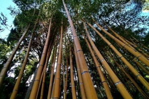 Mentone intera giornata: fattoria di agrumi, centro storico (escursioni botaniche e in barca)