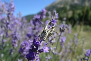 Experiência de comboio de montanha: Caminhada e Floresta Mística (de Nice)