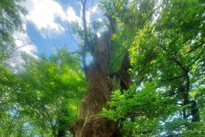 Bergtrein ervaring: Wandeling & Mystic Forest (Vanuit Nice)