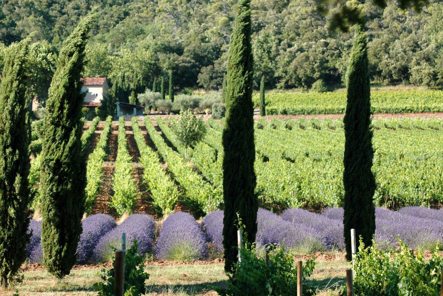 Nice: Private 8-Hour Aix En Provence and Wine Tasting