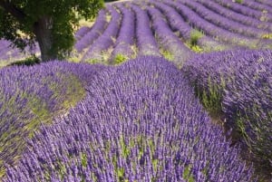 Nice: The Gorges du Verdon and Ste Croix Lake Full-Day Tour