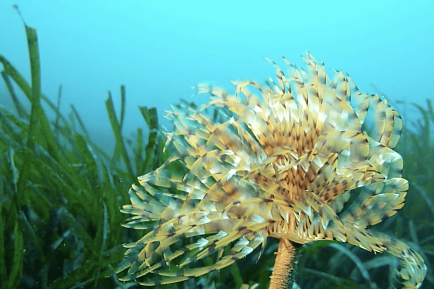 Nicea : Wycieczka morska VIP z nurkowaniem i nurkowaniem z akwalungiem