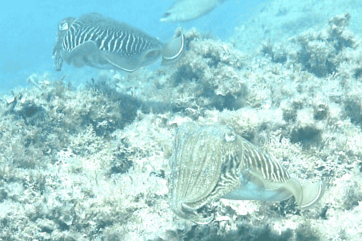 Nicea : Wycieczka morska VIP z nurkowaniem i nurkowaniem z akwalungiem